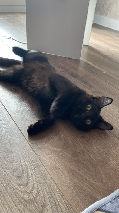 Отдам в добрые руки бесплатно