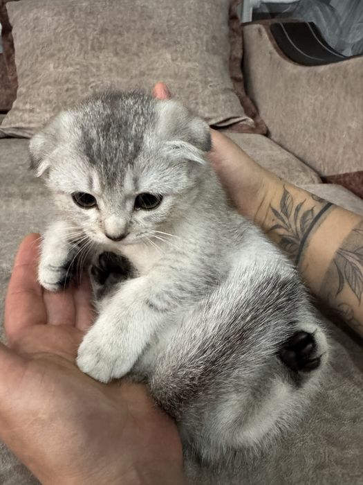 шиншилла серебро