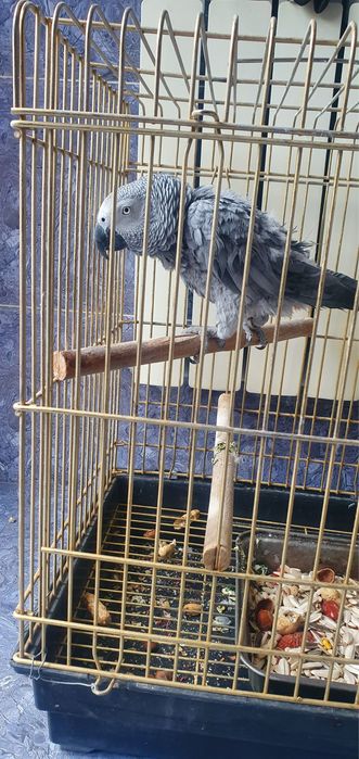 Попугай Жако, Jako totiqushi