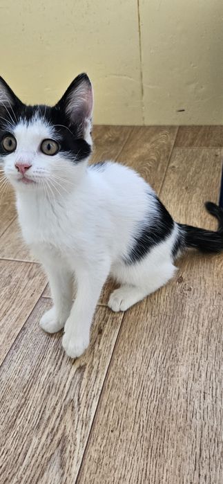Котенок в добрые руки