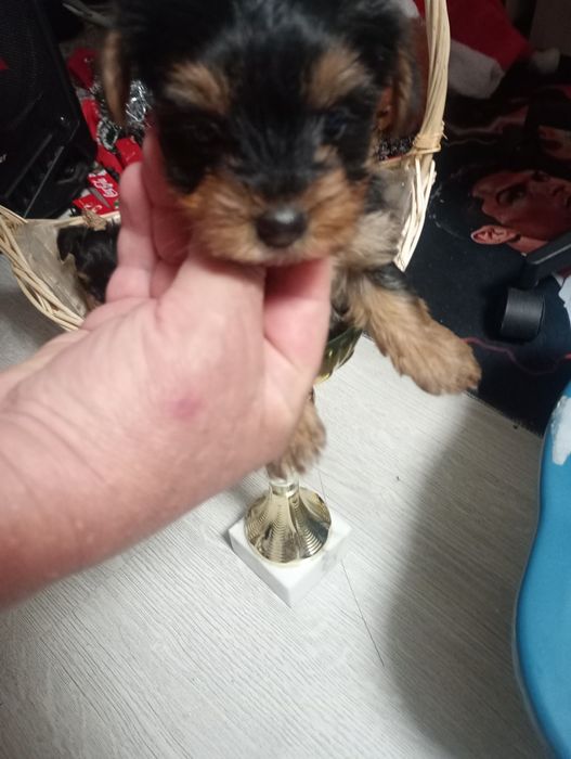 Йорки на 2 месеца момчета