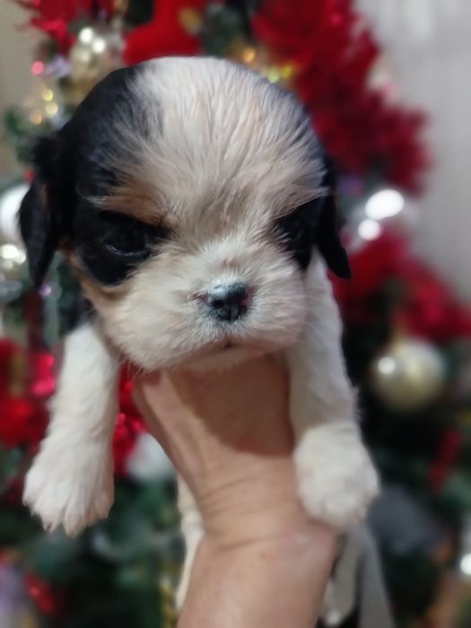 Кавалеры щеночки