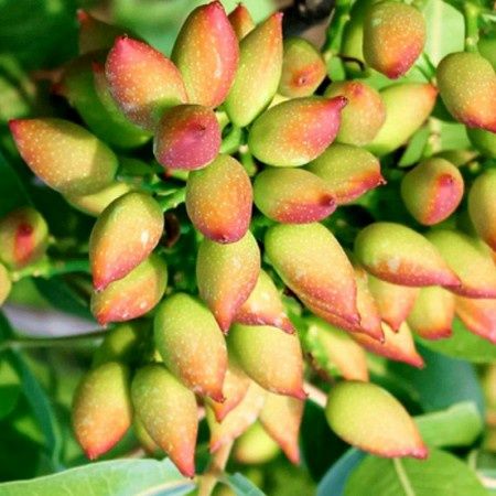 Pomi Exotici (FISTIC )