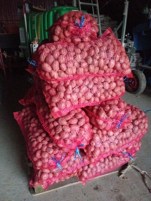 Cartofi roșu de sămânța și animale