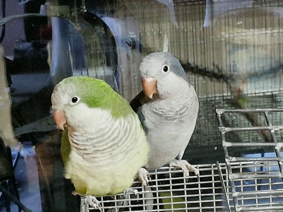 Papagal pui călugăr