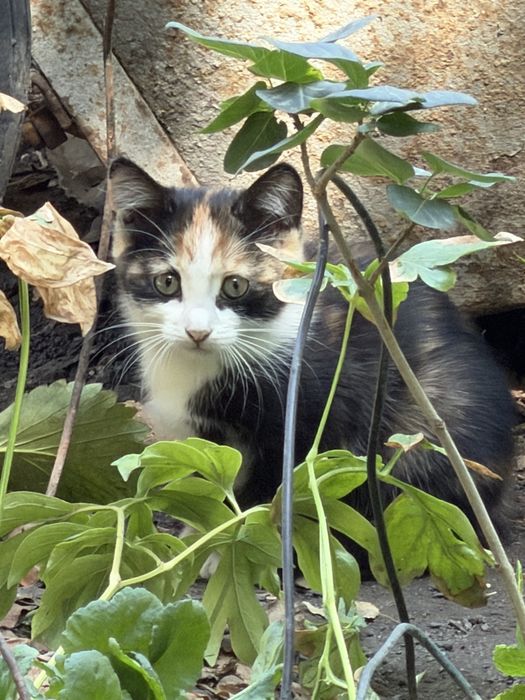 Котята трех цветноые