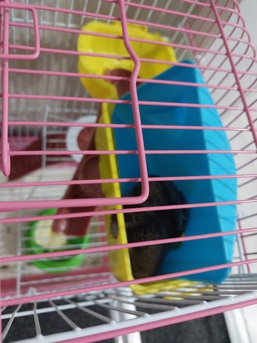 Продам хомяков с клеткой