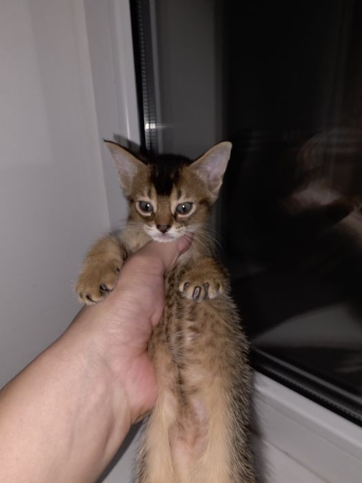 Абиссинский котенок