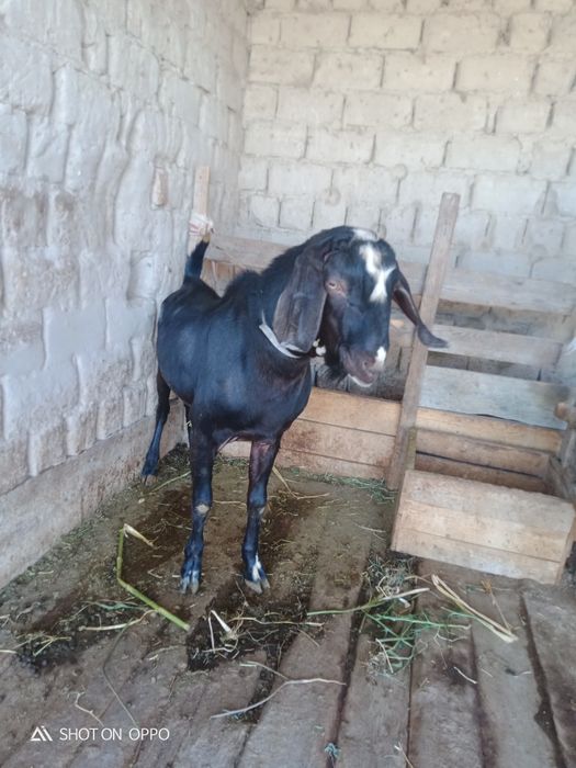 продам козу с козлятоми