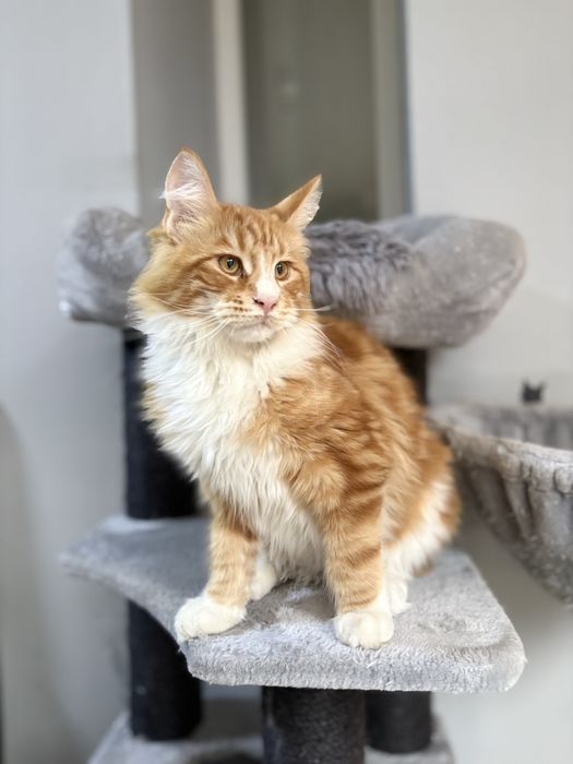 Maine Coon baietel EXTRA PUPACIOS!