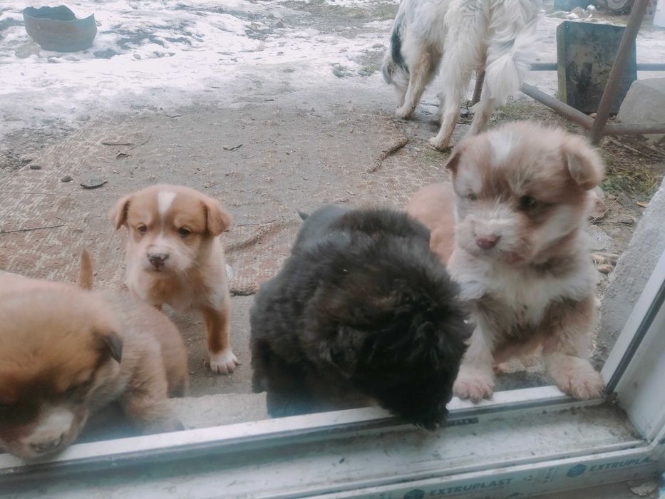 Donez spre adopție 7 cățeluși frumoși și mâncăcioși