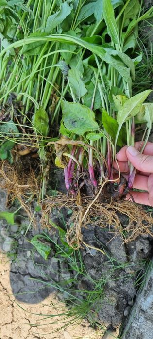 Echinaceea Purpurea