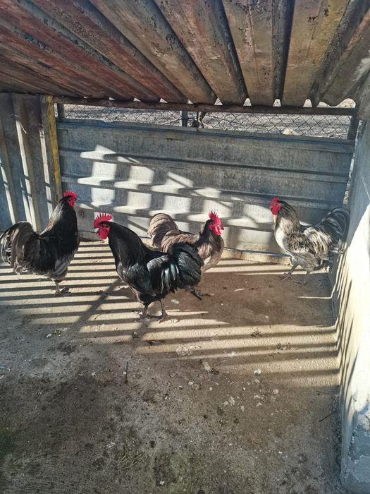 Cocos Australorp