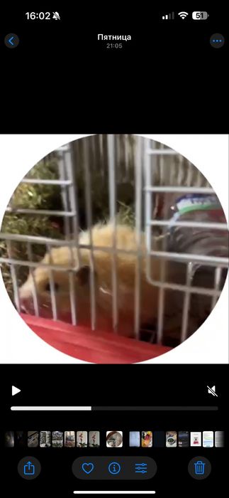 Продам хомячка не дорого