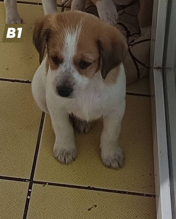 Oferim pentru adoptie catelusi metis-terrier talie mica 6 săptă