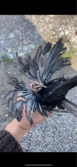 Голуби жук, капканка и сирень.