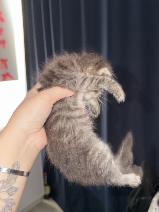 Вислоухий котенок мальчик!