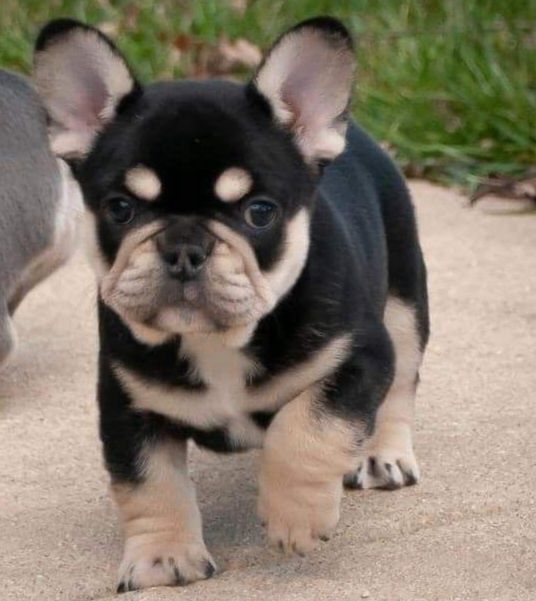 Bulldog francez femela