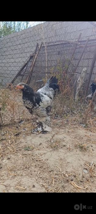 Brama tochkali xorozla