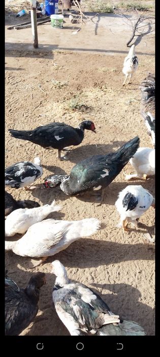 Индушкалар сотилади