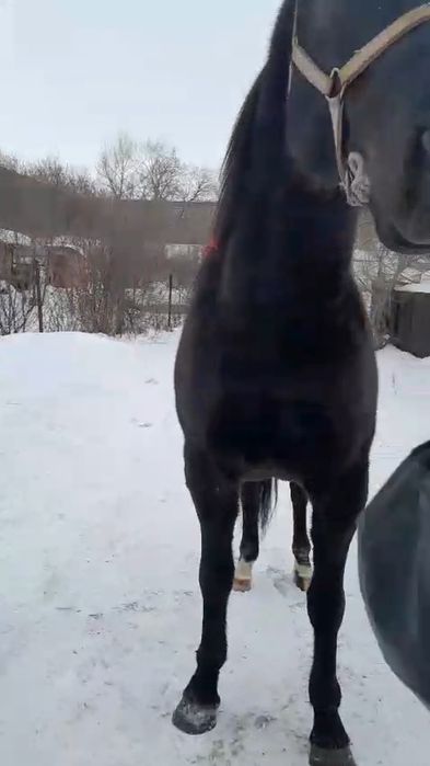 Продам амереканца на иноходи