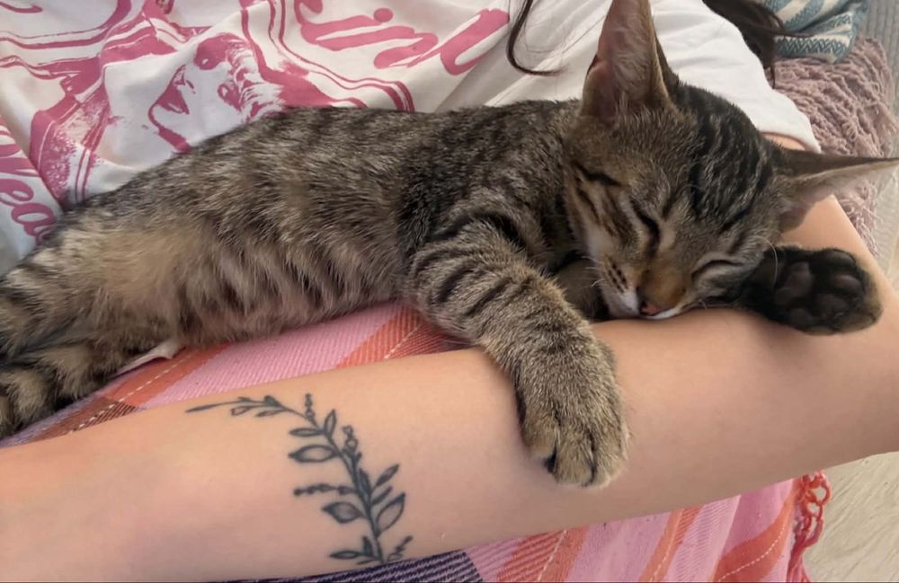 Motanei pentru adoptie