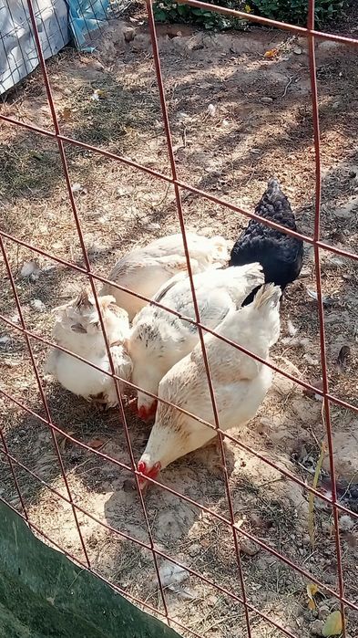 Жас тауықтар сатылады