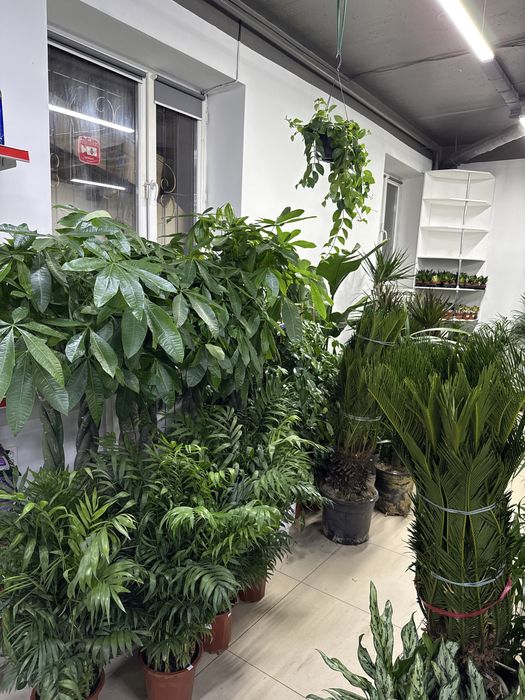 Цветы для дома и офиса