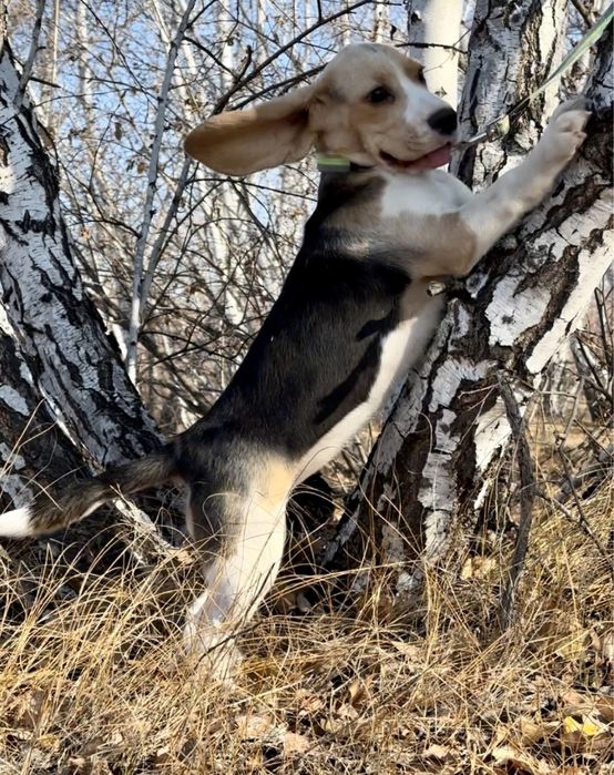 Щенок бигля, девочка.питомник, документы