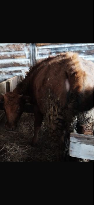 Продам телку 11 месецев стоит на откорме