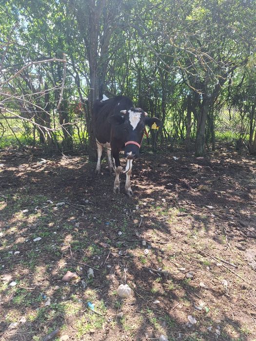 Vând vacă metis holstein cu bălțată
