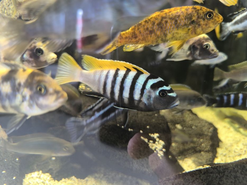 Африкански цихлиди