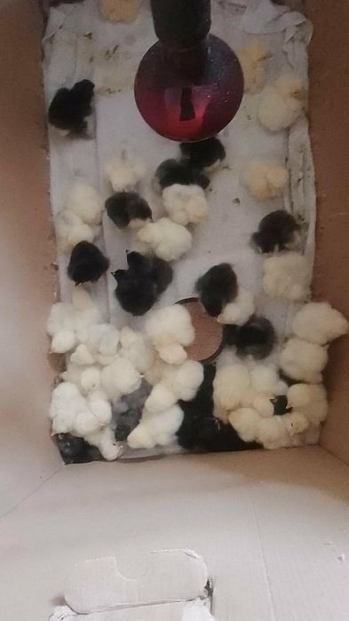Pui brahma herminat desschis si negru