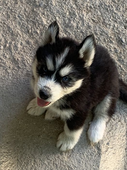 Sibirski xaski bolalari