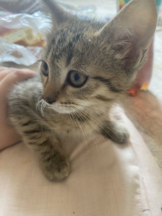 отдаем бесплатно котят
