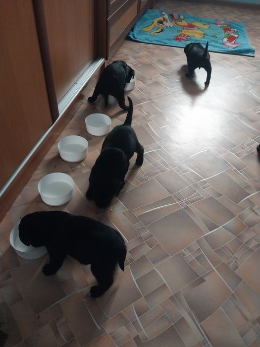 Щенки отдам в хорошие руки