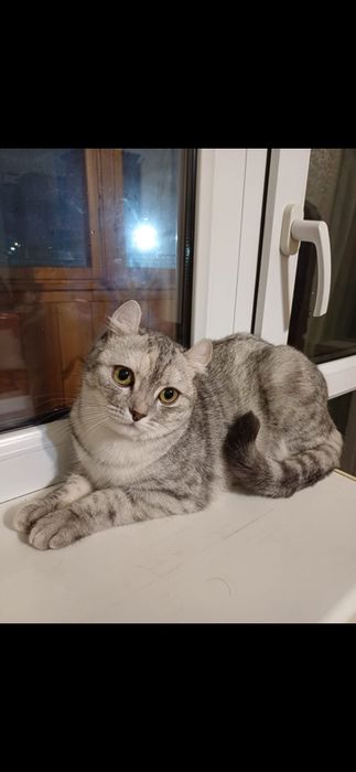 Кошечка Маня.Умная'спокойная