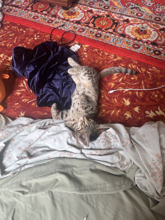 Отдам котенка в хорошие руки