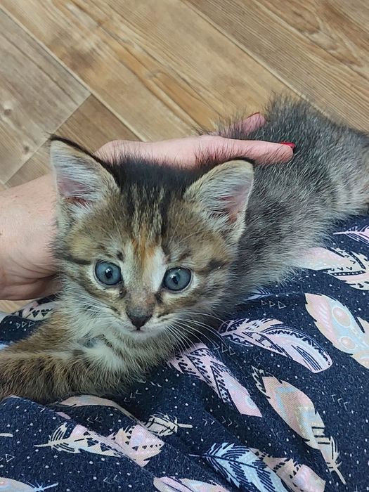 Отдадим в хорошие руки двух котят, мальчики