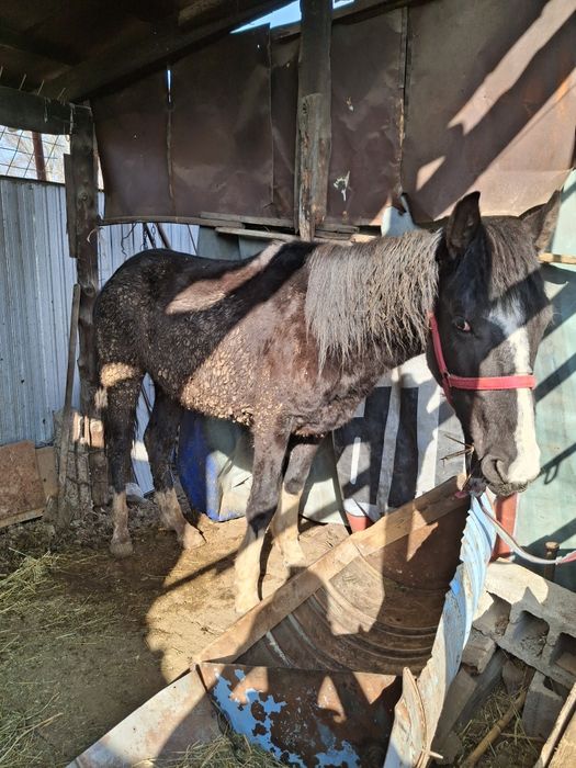 Продам лошадь, 2 шт