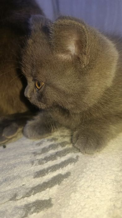 Продаётся котёнок