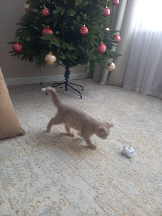 Продам котенка, мальчик 2.5 мес.