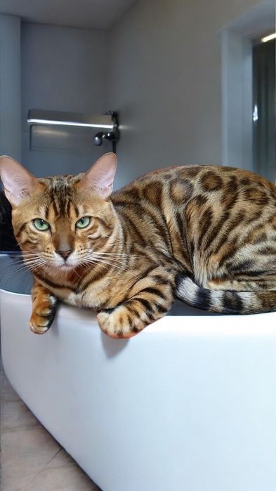 Bengal x British short hair mix mushukcha sotiladi