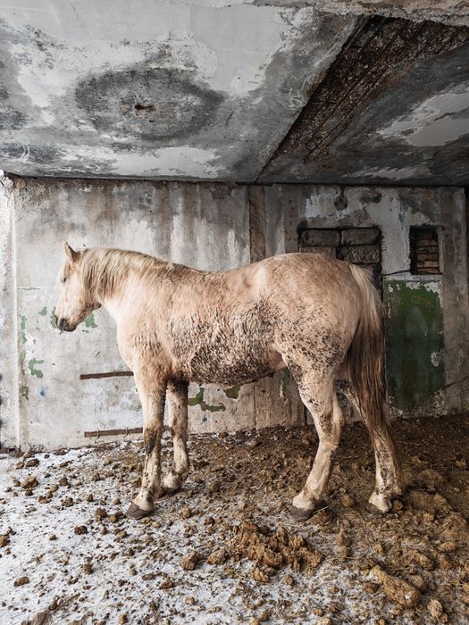 Продам мощного жеребца