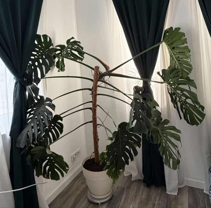 Monstera Deliciosa / Philodendron cu frunza ruptă