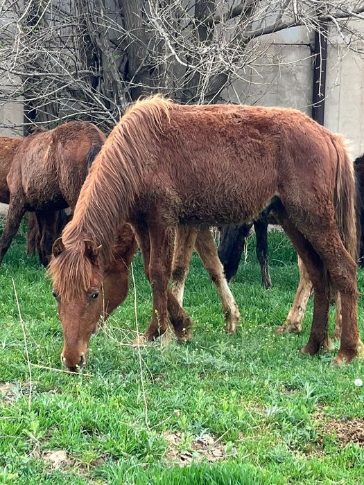 Ірі тайлар сатылады