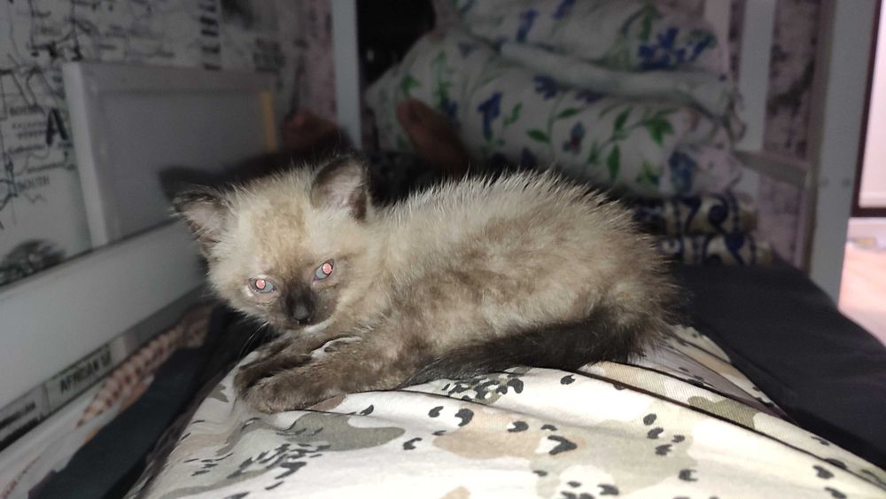 Отдам сиамскую кошку девочку