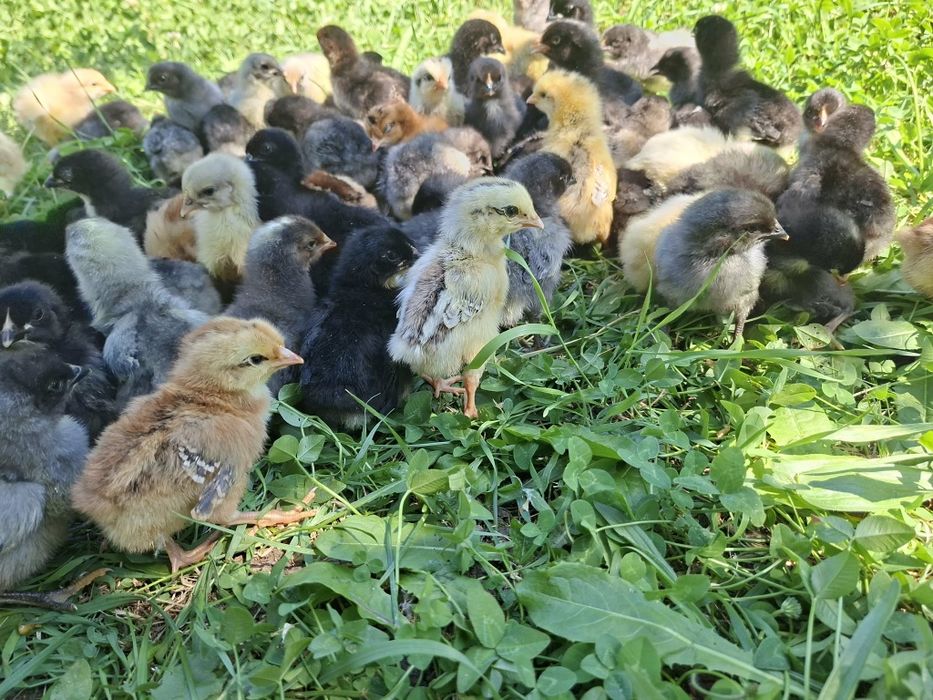 Продавам домашни пилета и токачки