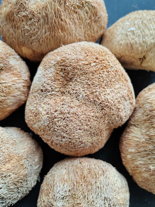 Гриб ежовик гребенчатый