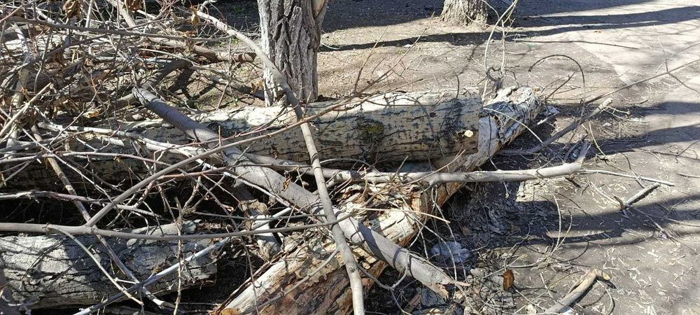 Дрова, спиленное дерево